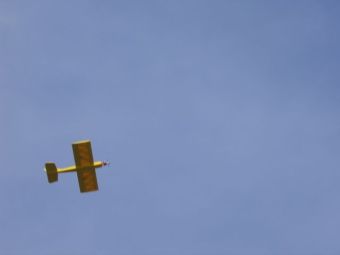 grote vos