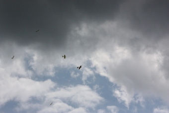Serval team op bezoek bij MVC Berlicum