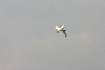 Vliegweek 2011